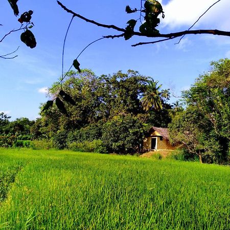 Raintree Villa Dambulla Eksteriør billede