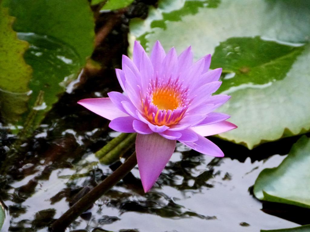 Raintree Villa Dambulla Eksteriør billede