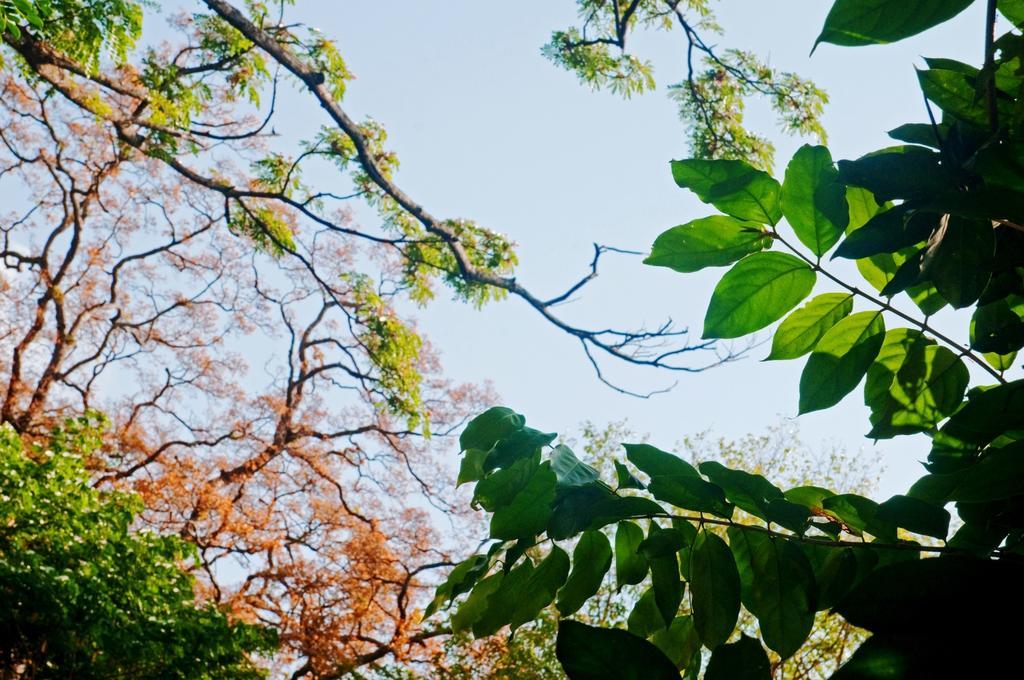 Raintree Villa Dambulla Eksteriør billede