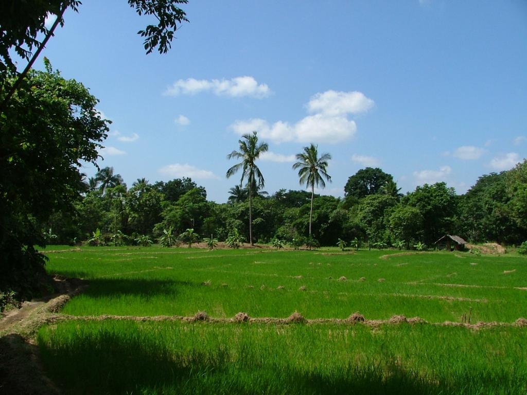 Raintree Villa Dambulla Eksteriør billede