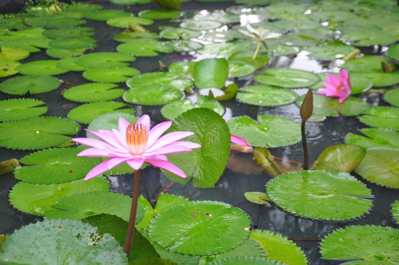 Raintree Villa Dambulla Eksteriør billede