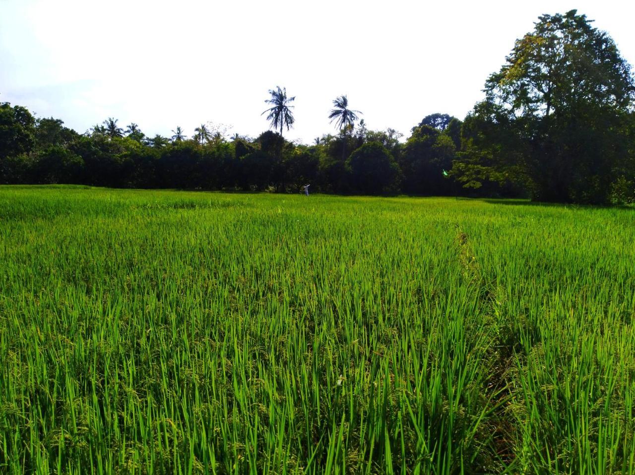 Raintree Villa Dambulla Eksteriør billede
